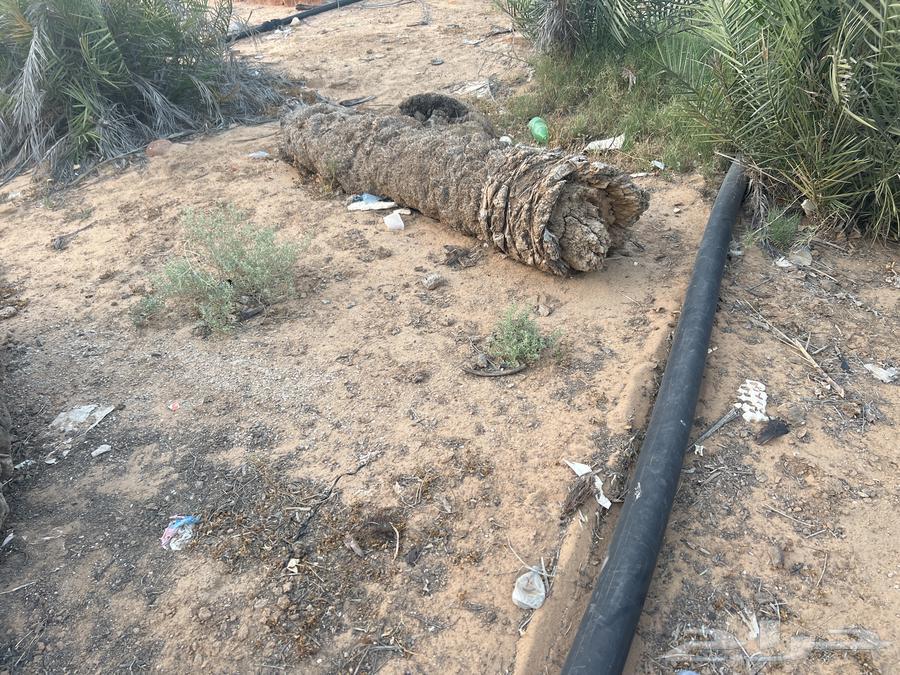 Palm trunks for sale63073765089154114