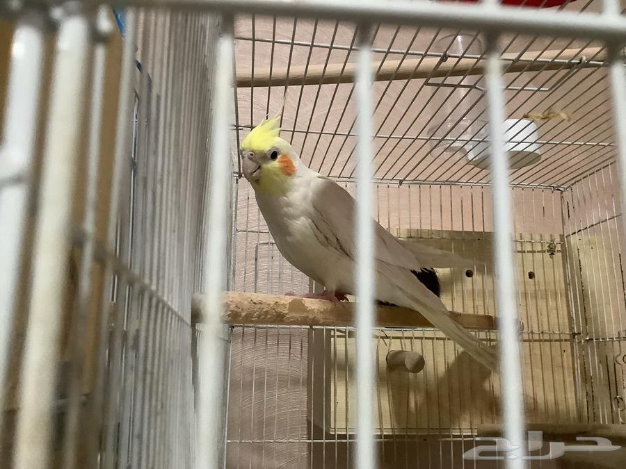 كروان لاتينيو ذكر اليف63073336149123111