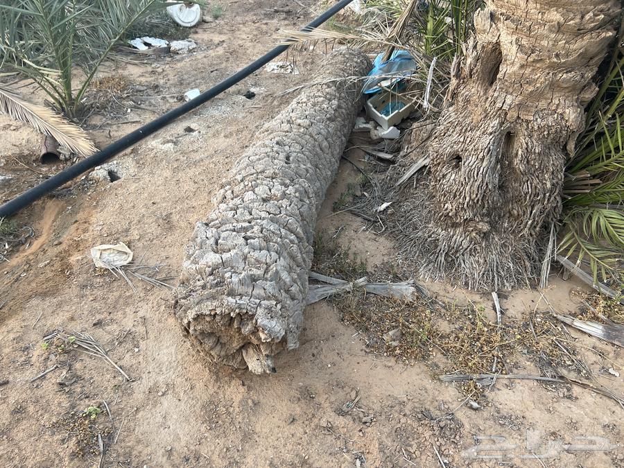 Palm trunks for sale63073765089154113