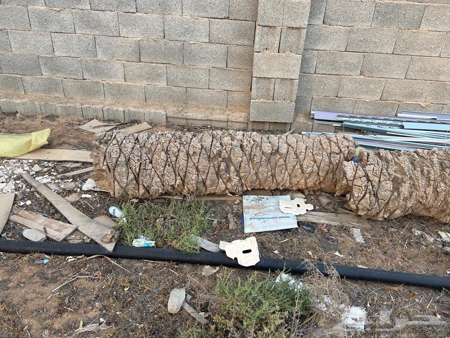 Palm trunks for sale63073765089154112