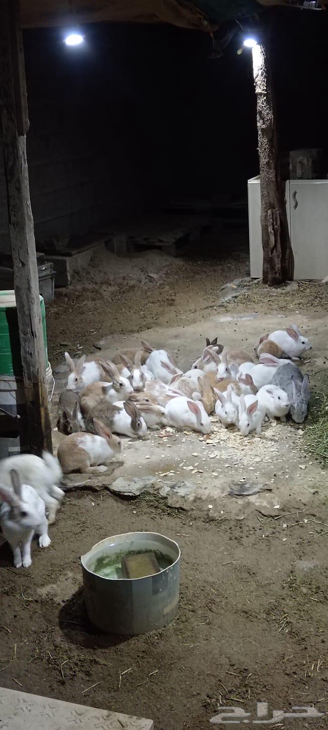 Rabbits for sale63074955078785111