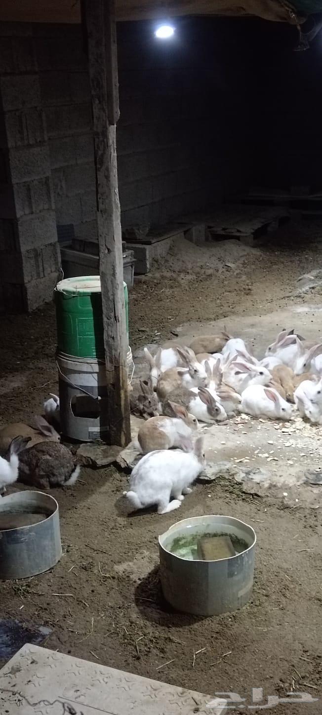 Rabbits for sale63074955078785112