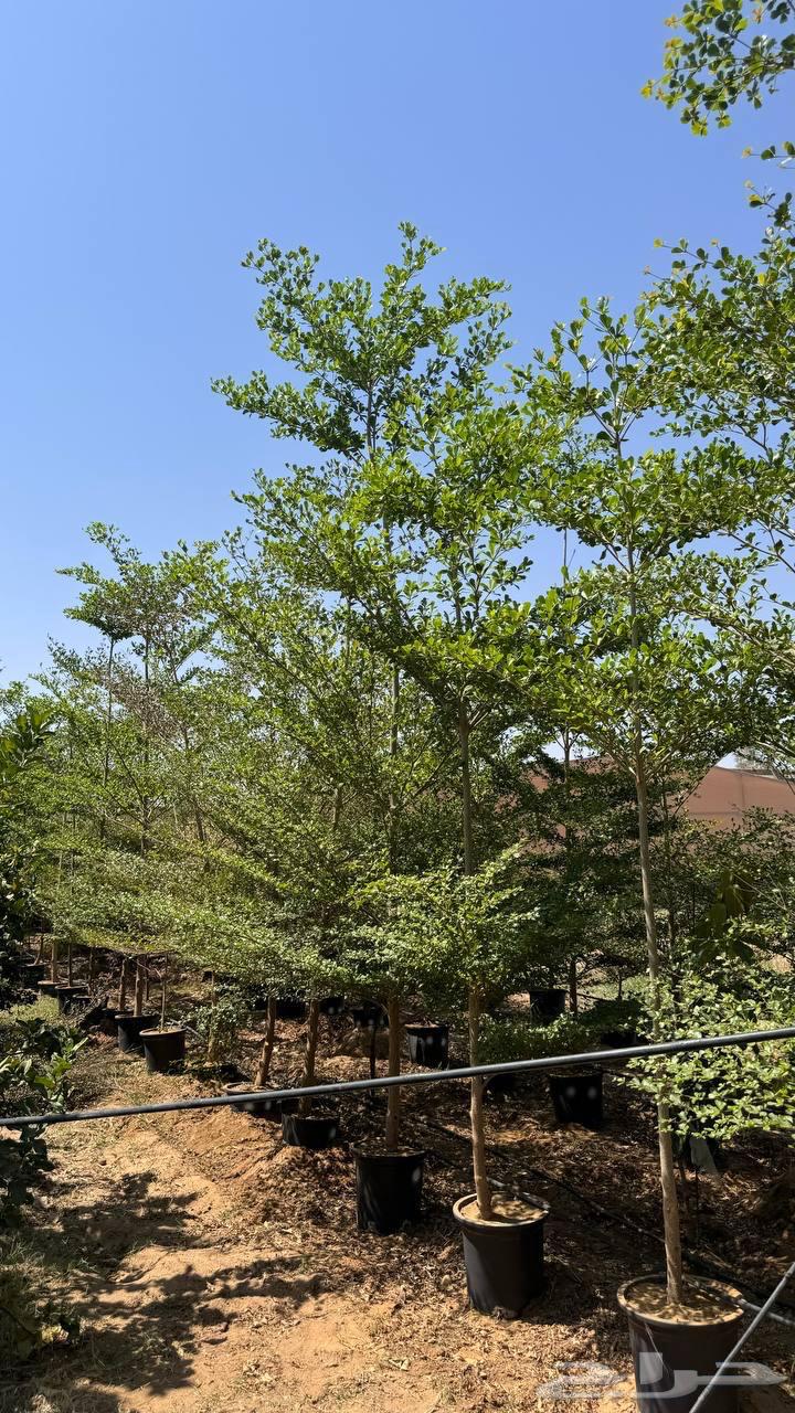 Trees of Terminalia and Tspesia and Ficus tsama and sidr large sizes Najran63075394635394113