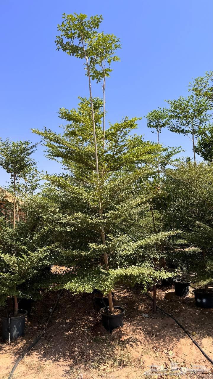 Trees of Terminalia and Tspesia and Ficus tsama and sidr large sizes Najran63075394635394112