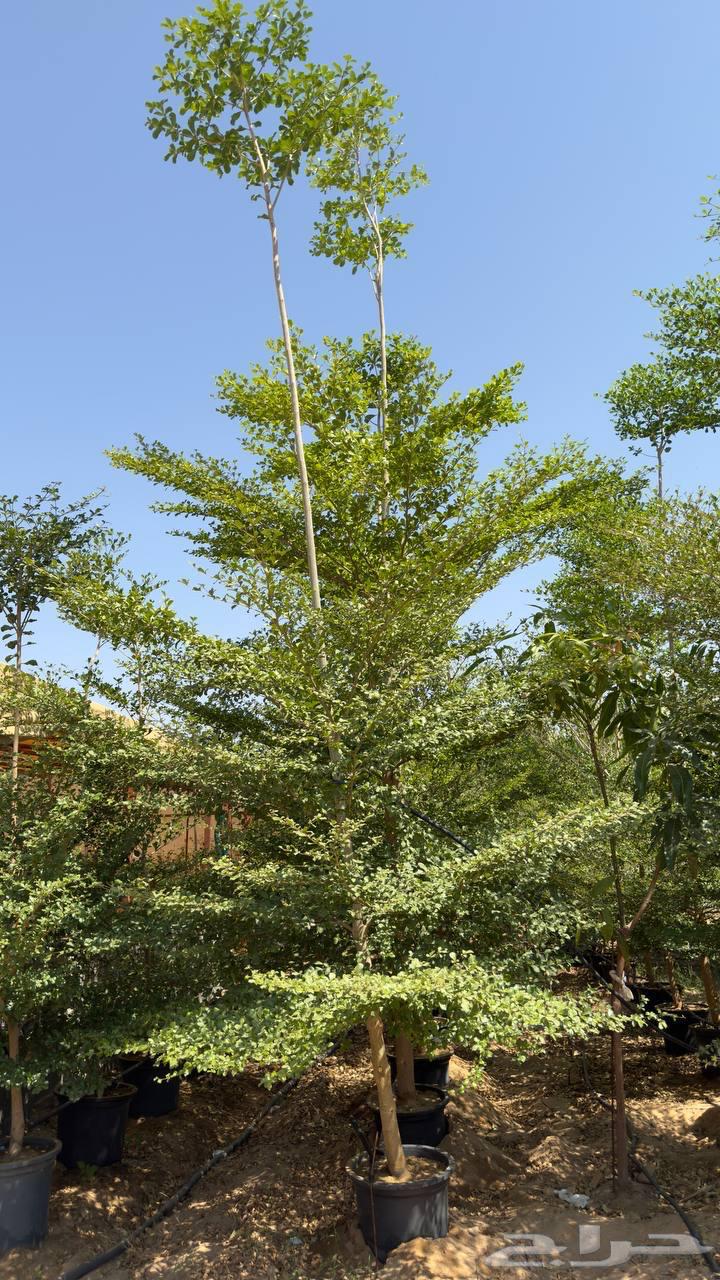 Trees of Terminalia and Tspesia and Ficus tsama and sidr large sizes Najran630753946353941117