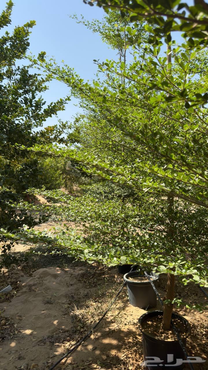 Trees of Terminalia and Tspesia and Ficus tsama and sidr large sizes Najran63075394635394111