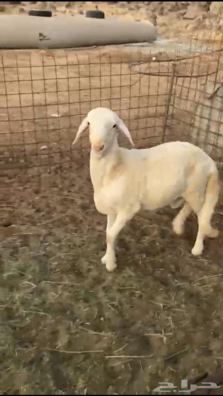 سواكني630737695988511120