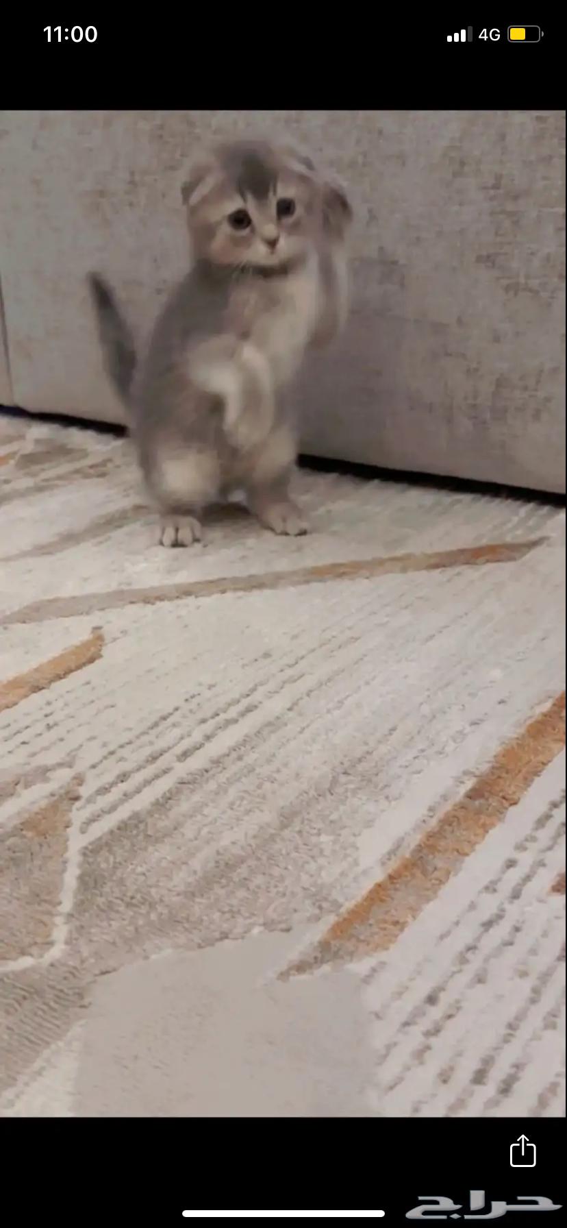 Scotch Fold female63074182890626113