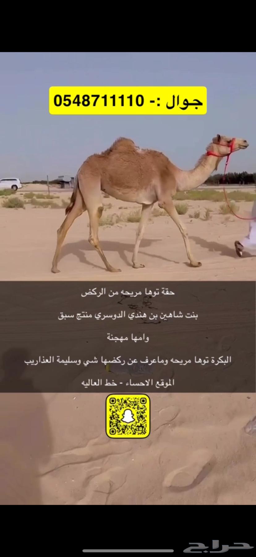 Original camel race has been sold630733362566421115