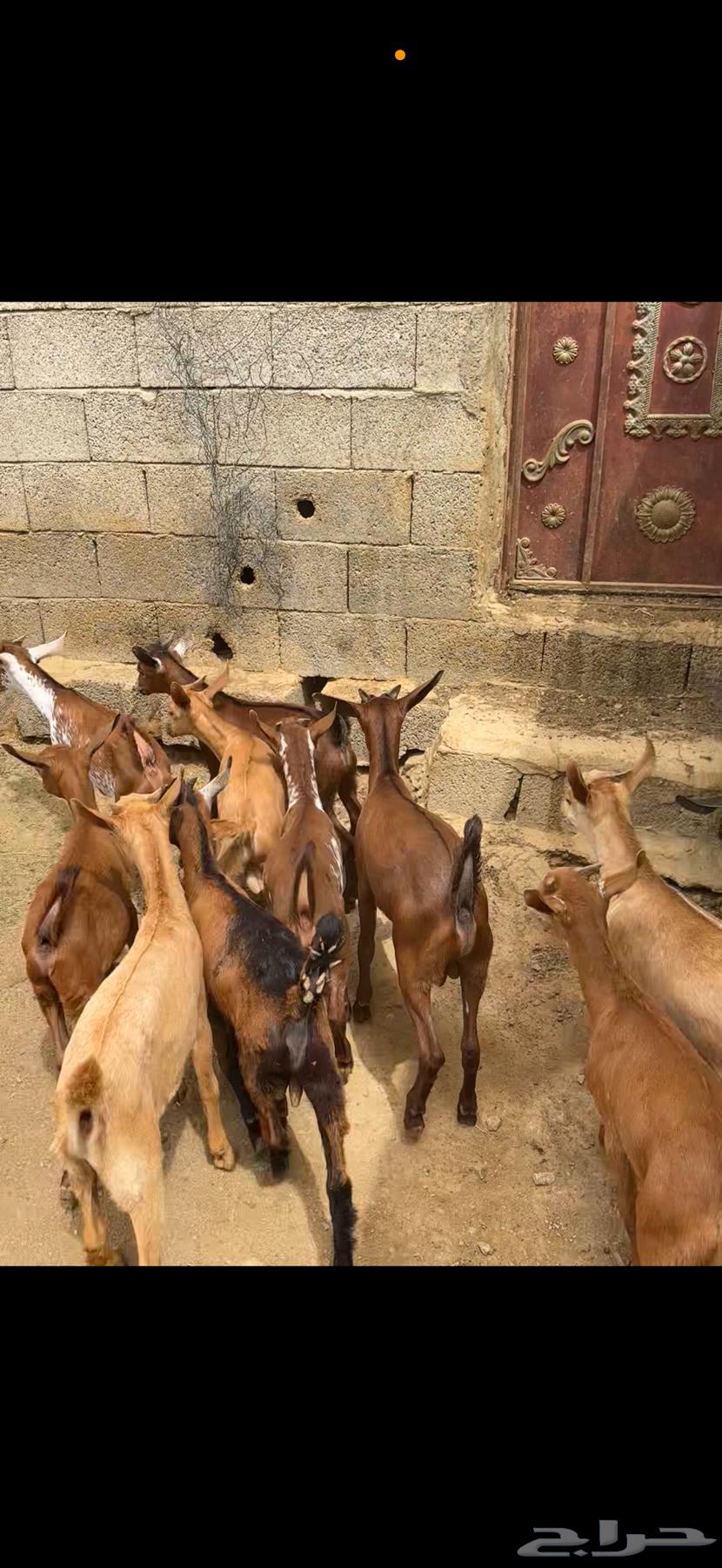 تيوس محايليه63074161087107112