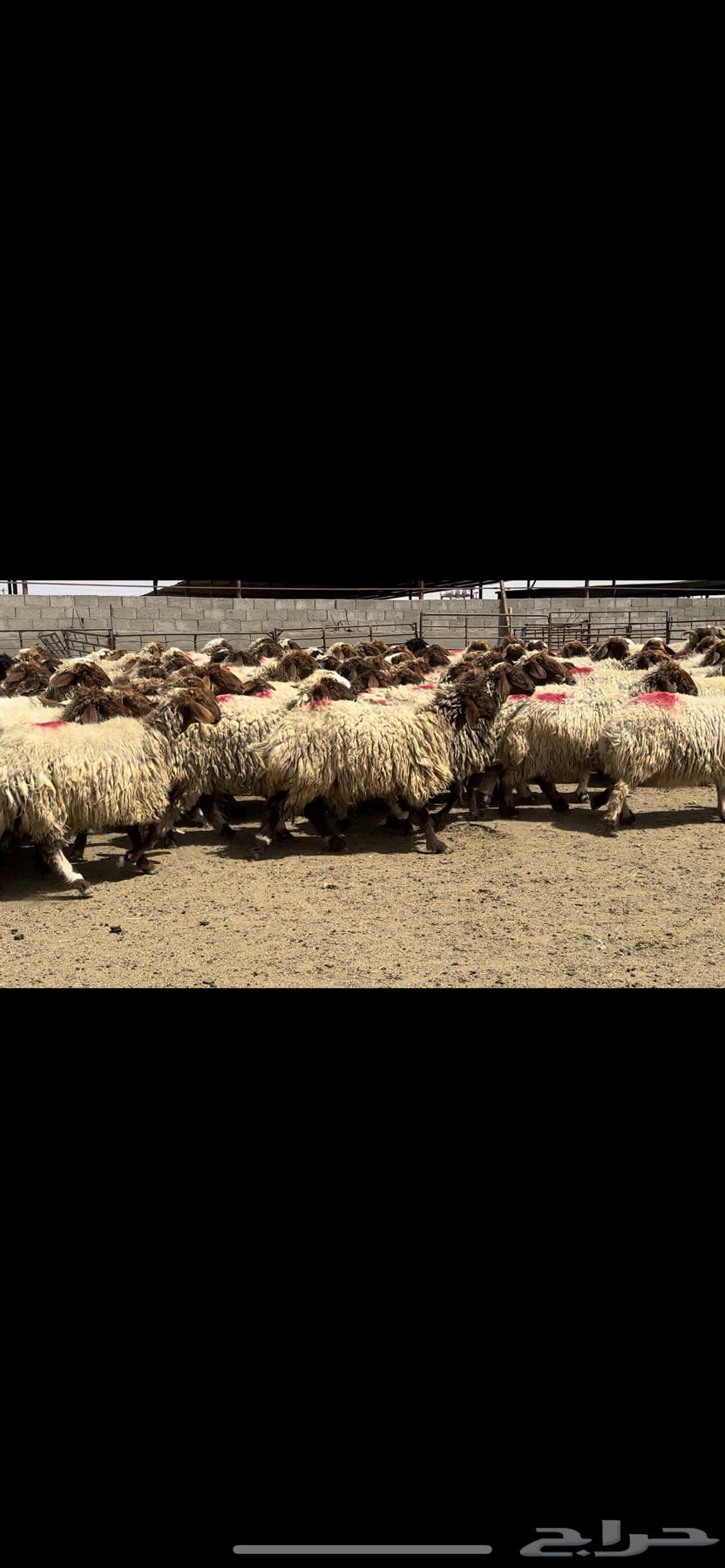 The sheep of Naim Marah are a condition for the dowry.63074579693187113