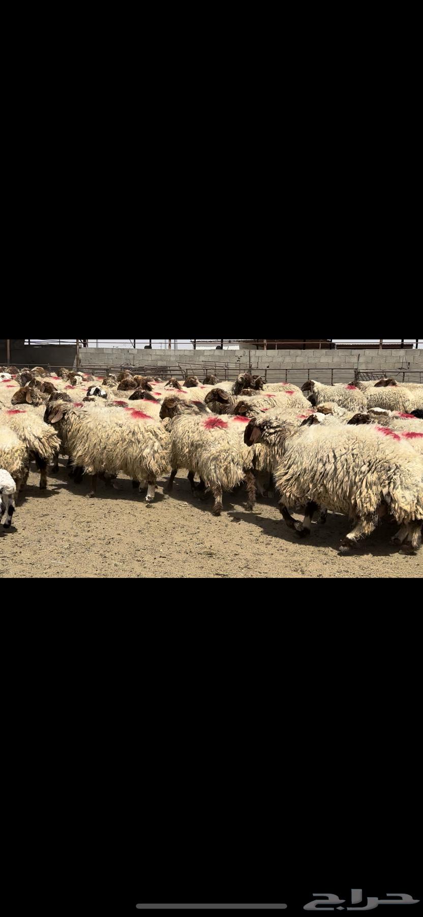 غنم نعيم مراح شرط الدفيع630745796931871114