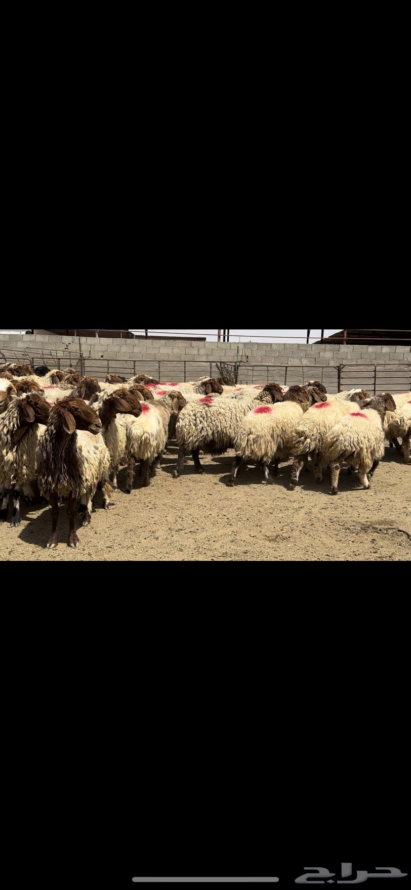 The sheep of Naim Marah are a condition for the dowry.63074579693187114