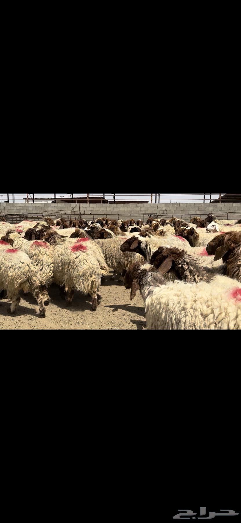 The sheep of Naim Marah are a condition for the dowry.63074579693187112