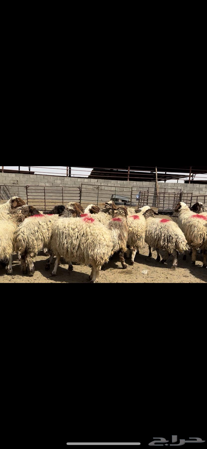 The sheep of Naim Marah are a condition for the dowry.63074579693187111