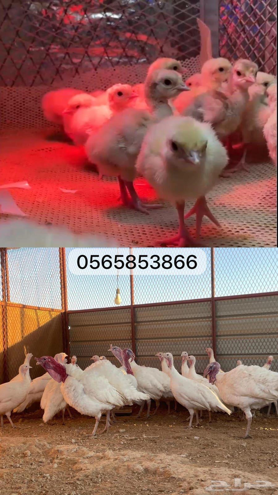 French white turkey chicks63075374557571111