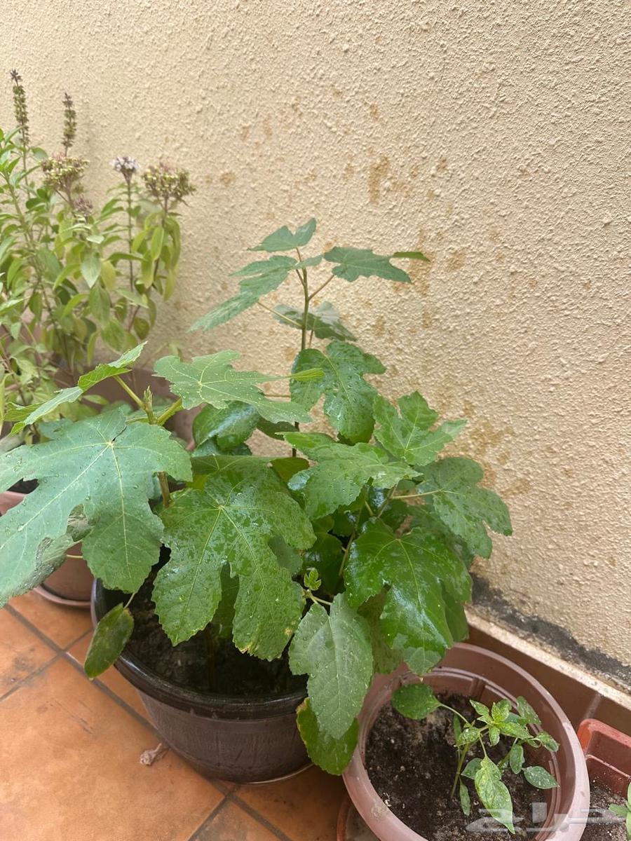 Royal fig seedlings for sale63074569165698113
