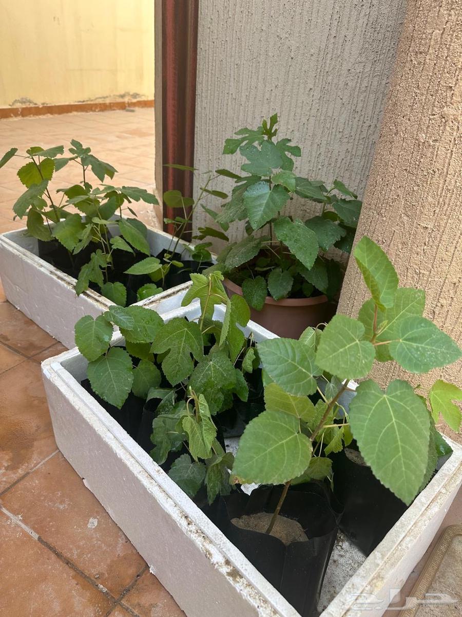 Royal fig seedlings for sale63074569165698111