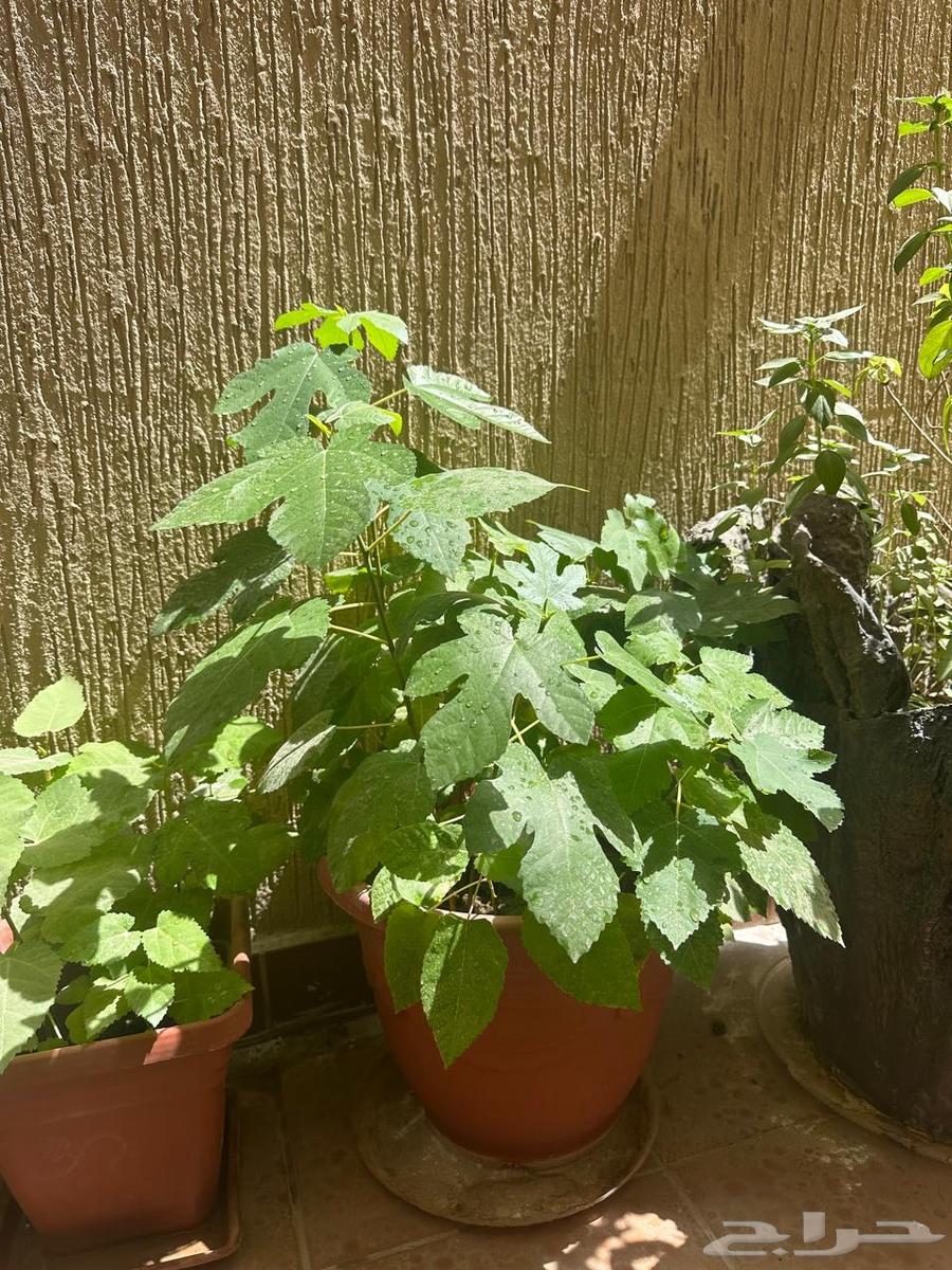 Royal fig seedlings for sale630745691656981118