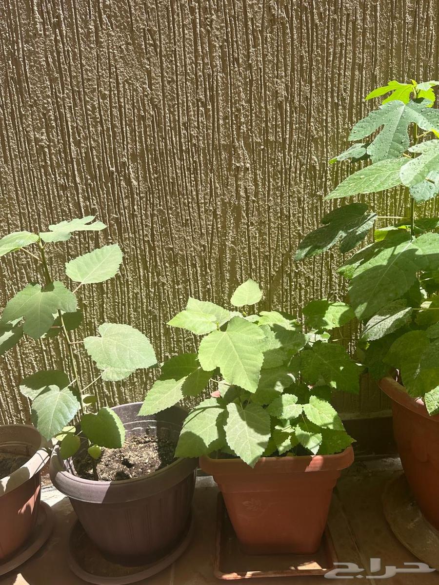 Royal fig seedlings for sale63074569165698112