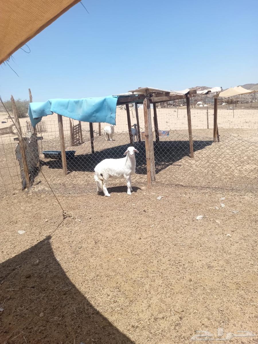 الشميسي طريق الخواجات630745741036811115
