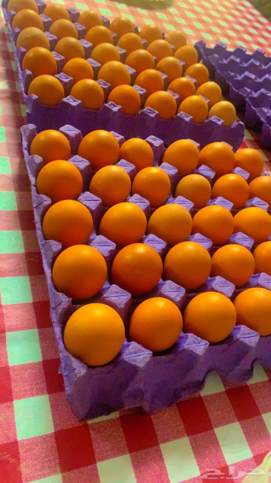 Fertilized eggs for Lehman63168742936194113