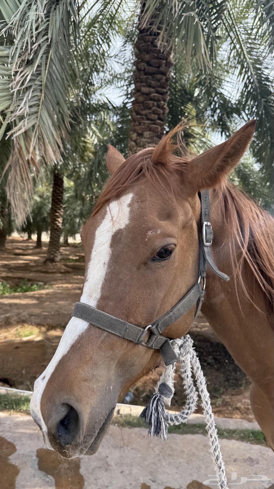 An Arabian popular horse for sale63470201780867114