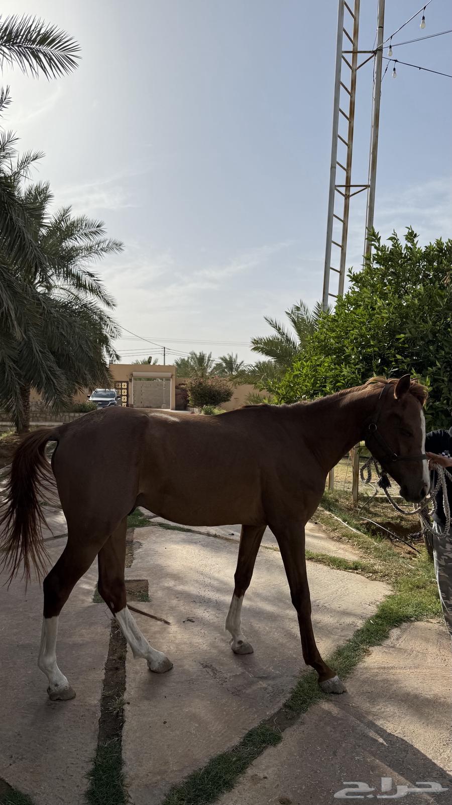An Arabian popular horse for sale63470201780867112