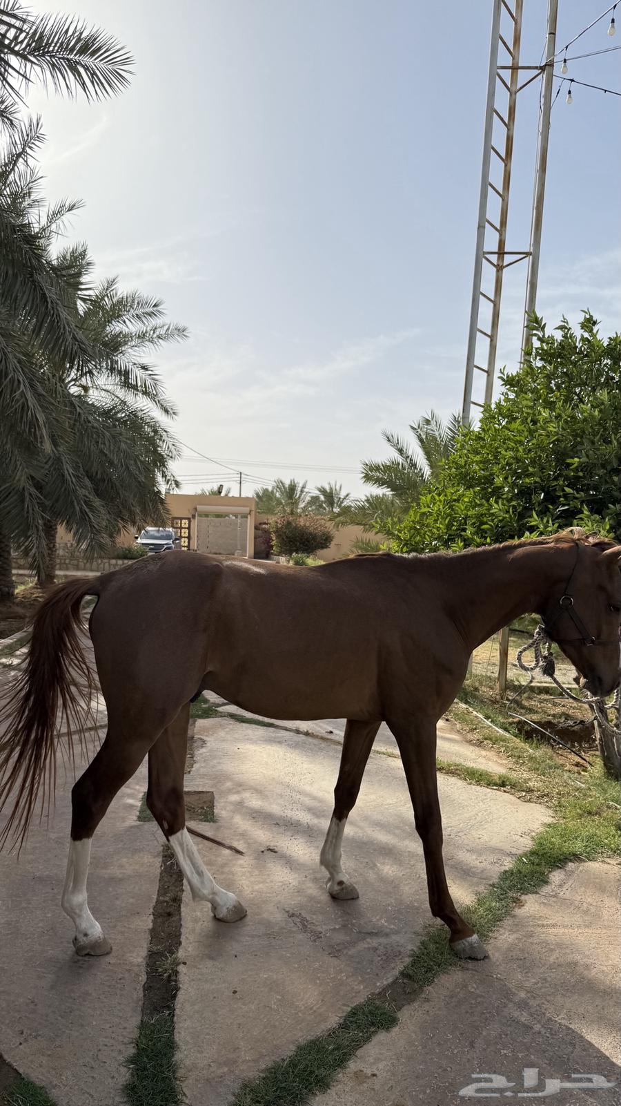 حصان عربي شعبي للبيع63470201780867115