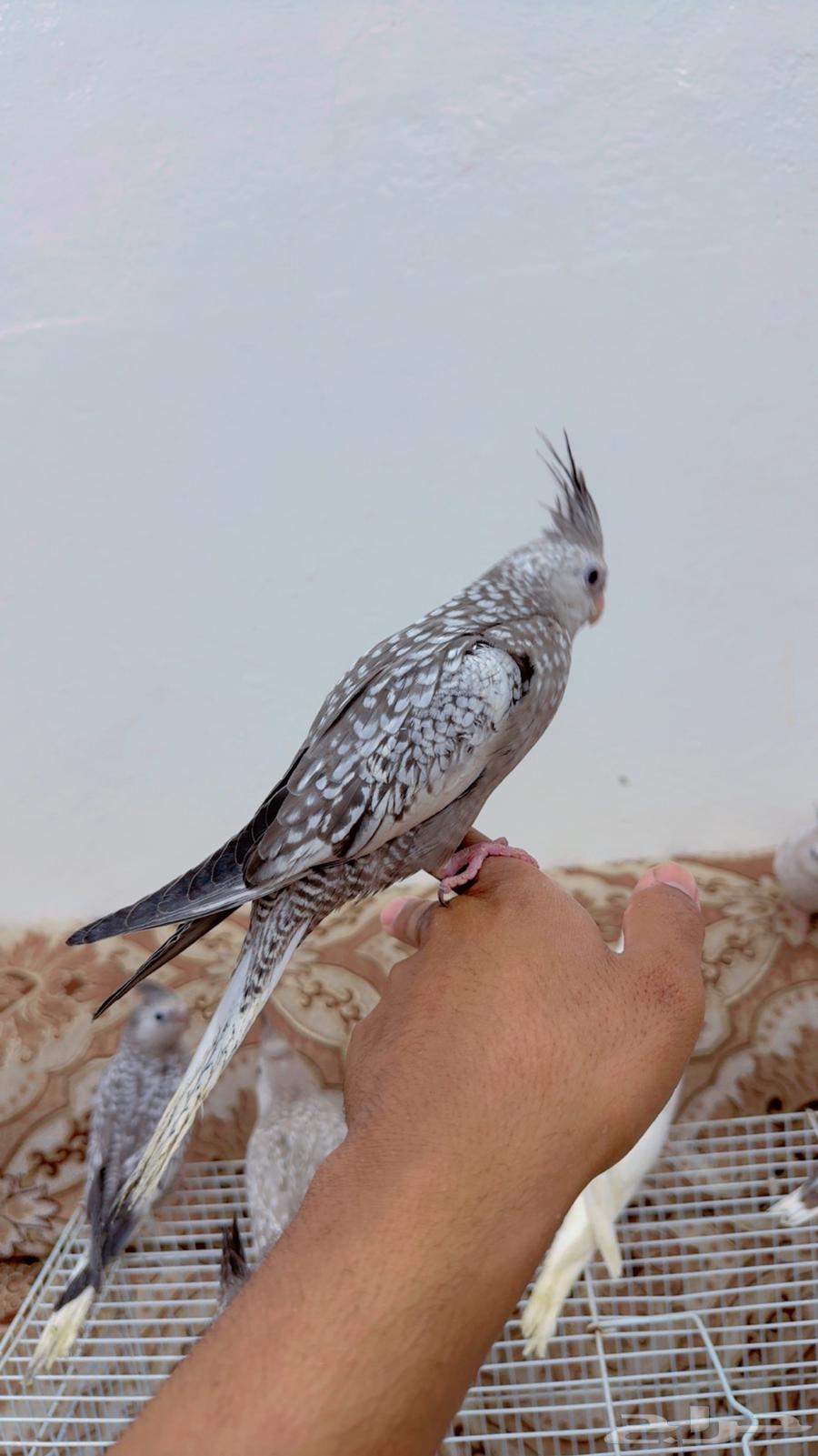 Farukh Kaur ends the month63073811831298113