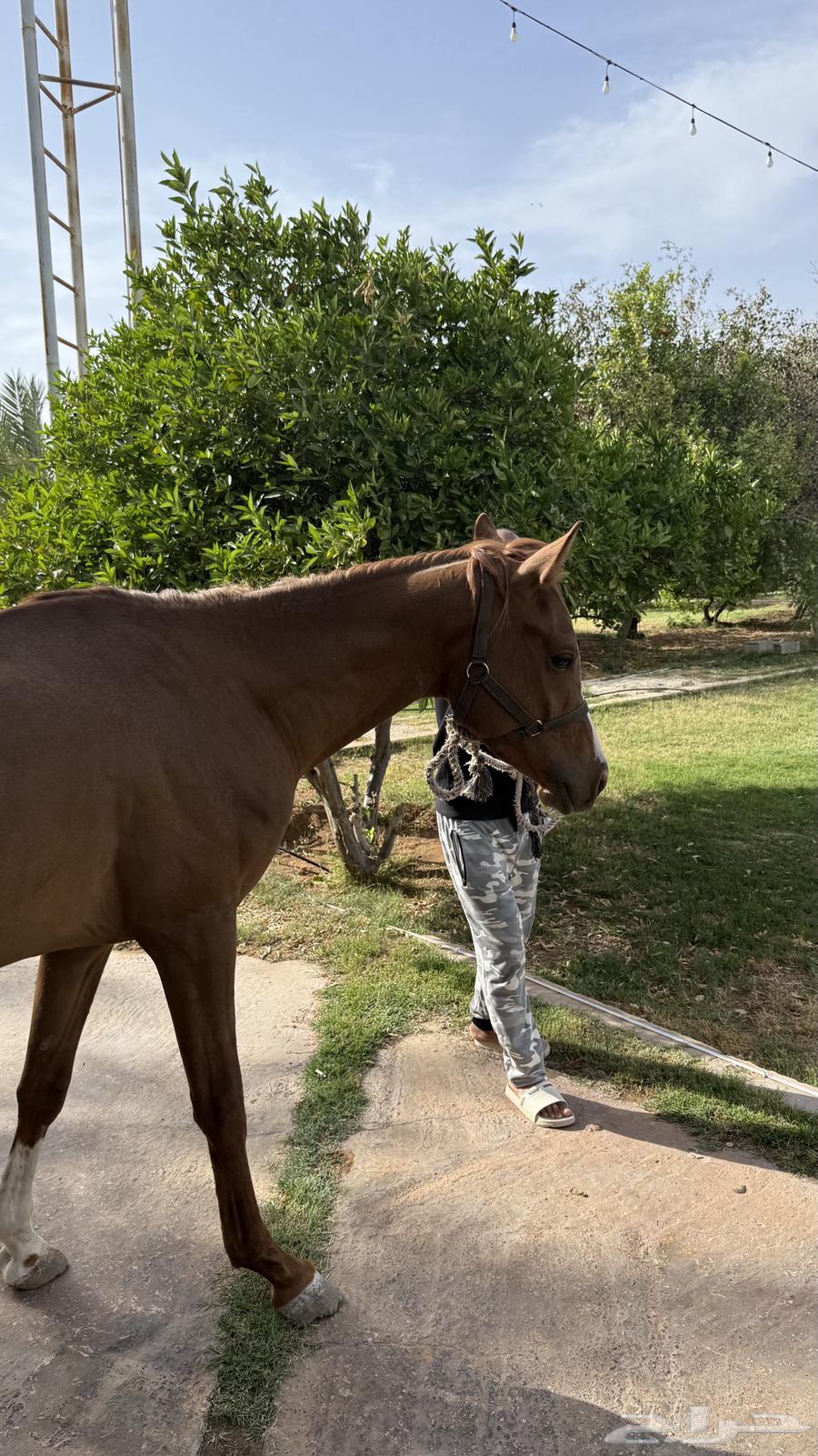 An Arabian popular horse for sale63470201780867111