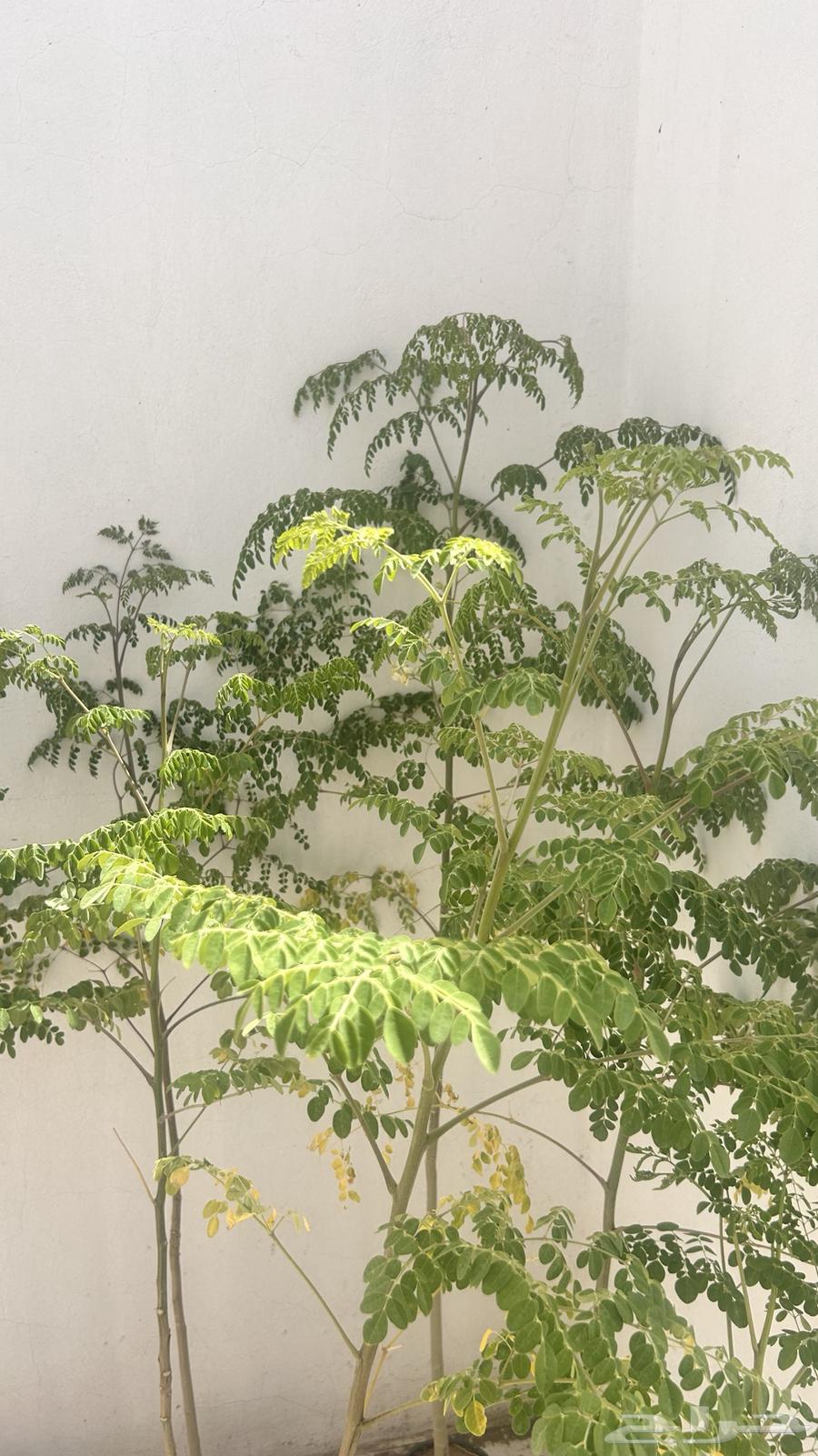 Moringa seedlings63072498410499111