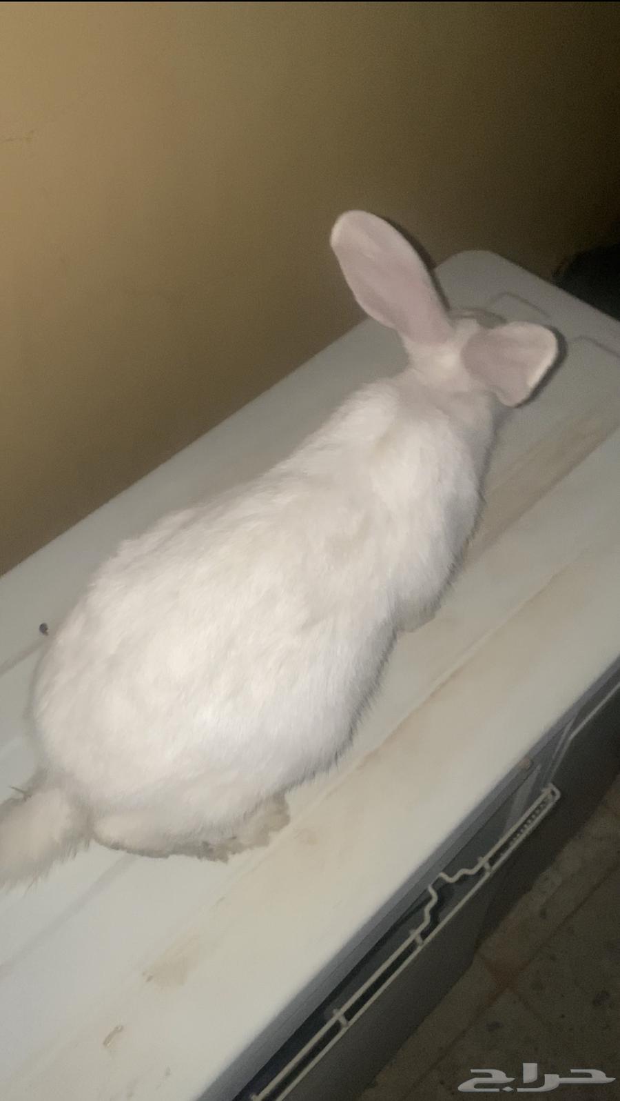 ارنب ذبح يوميا وزن 1كيلو63072906769537111