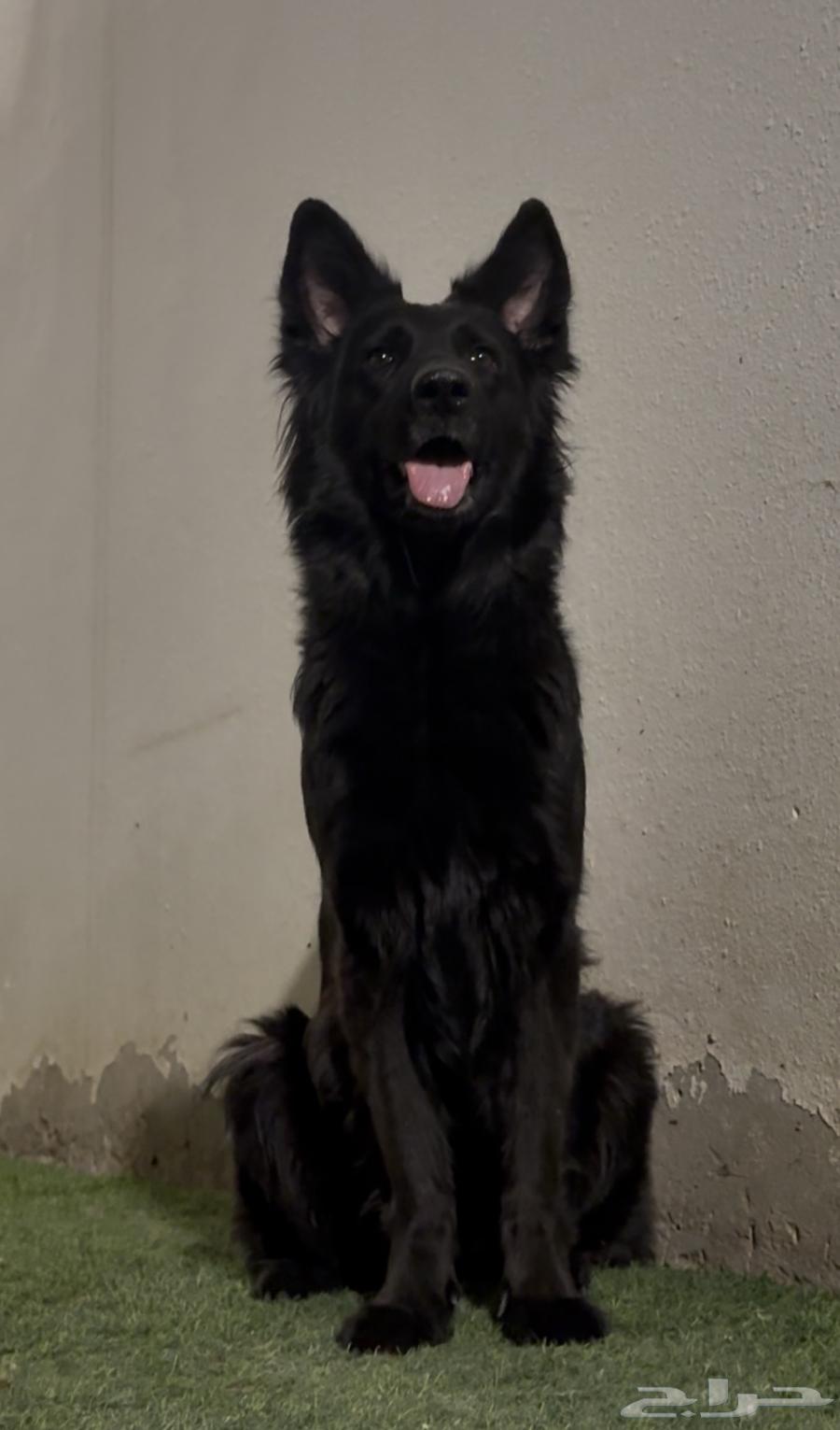 Black German dogs63071303132289113