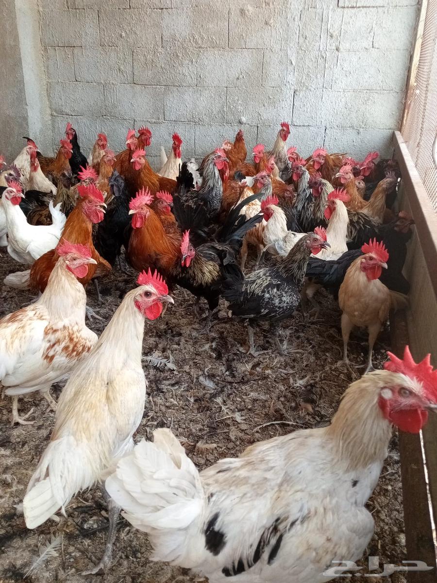 ديوك بلدي احجام تب63072098619907112