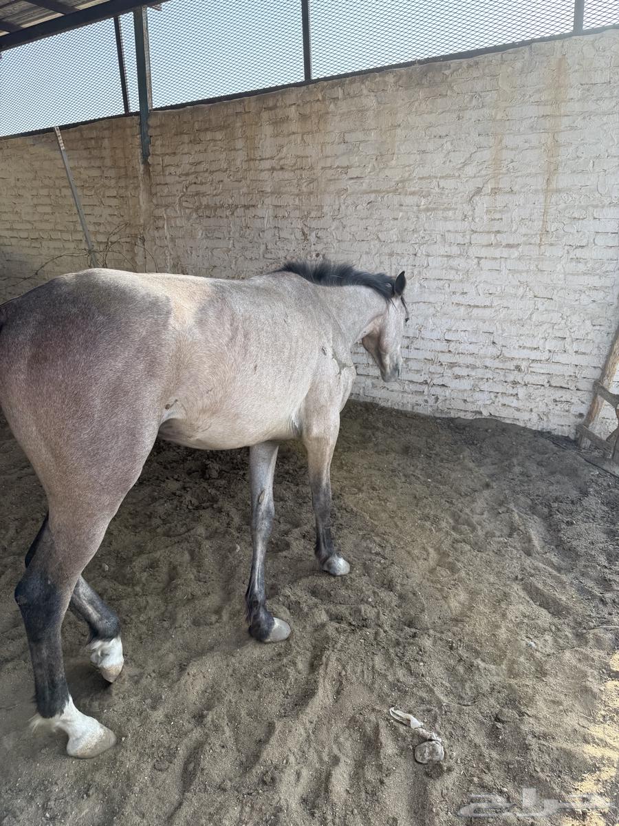 خيل للبيع63073372178179111