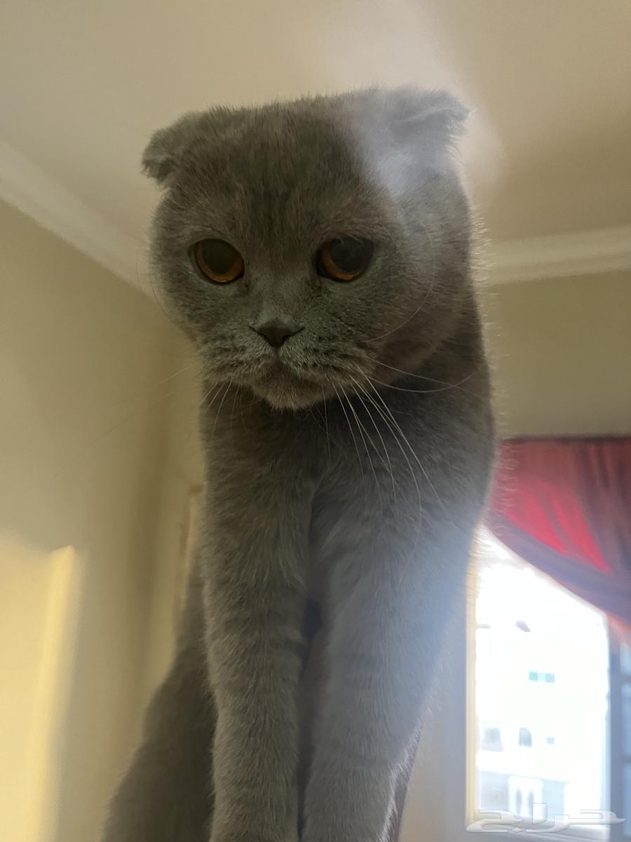 A pair of Scottish Fold cats63072498228099111