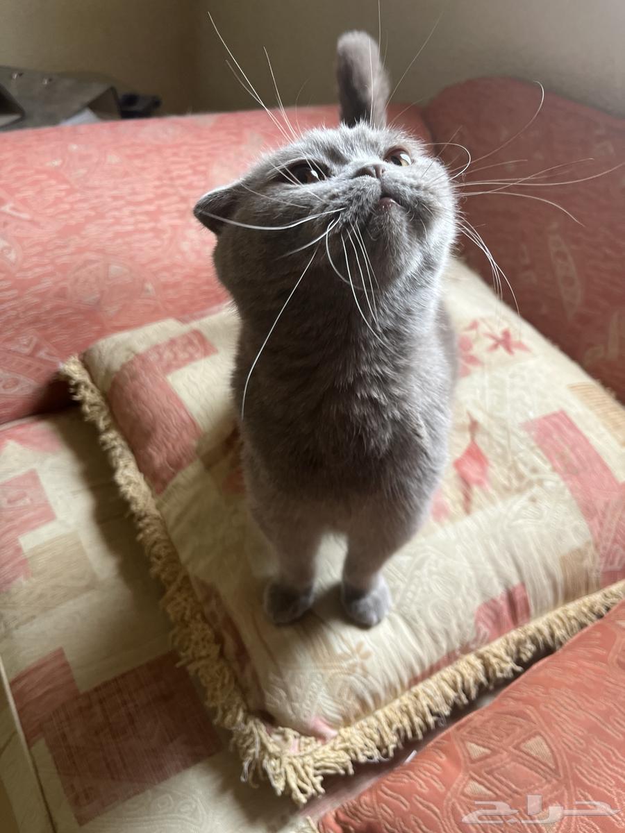 A pair of Scottish Fold cats63072498228099114
