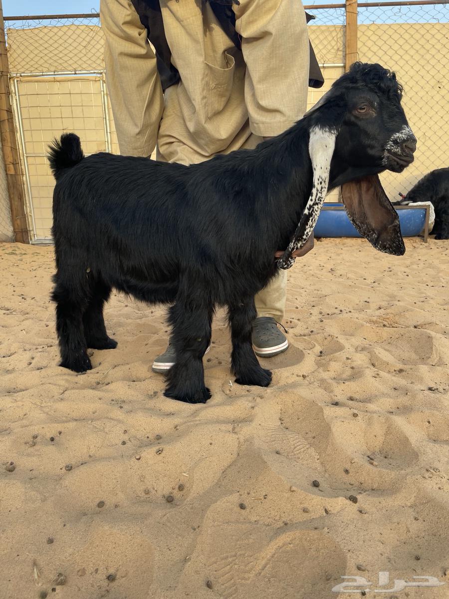 Sale of male goat, breed unspecified630709233305631114
