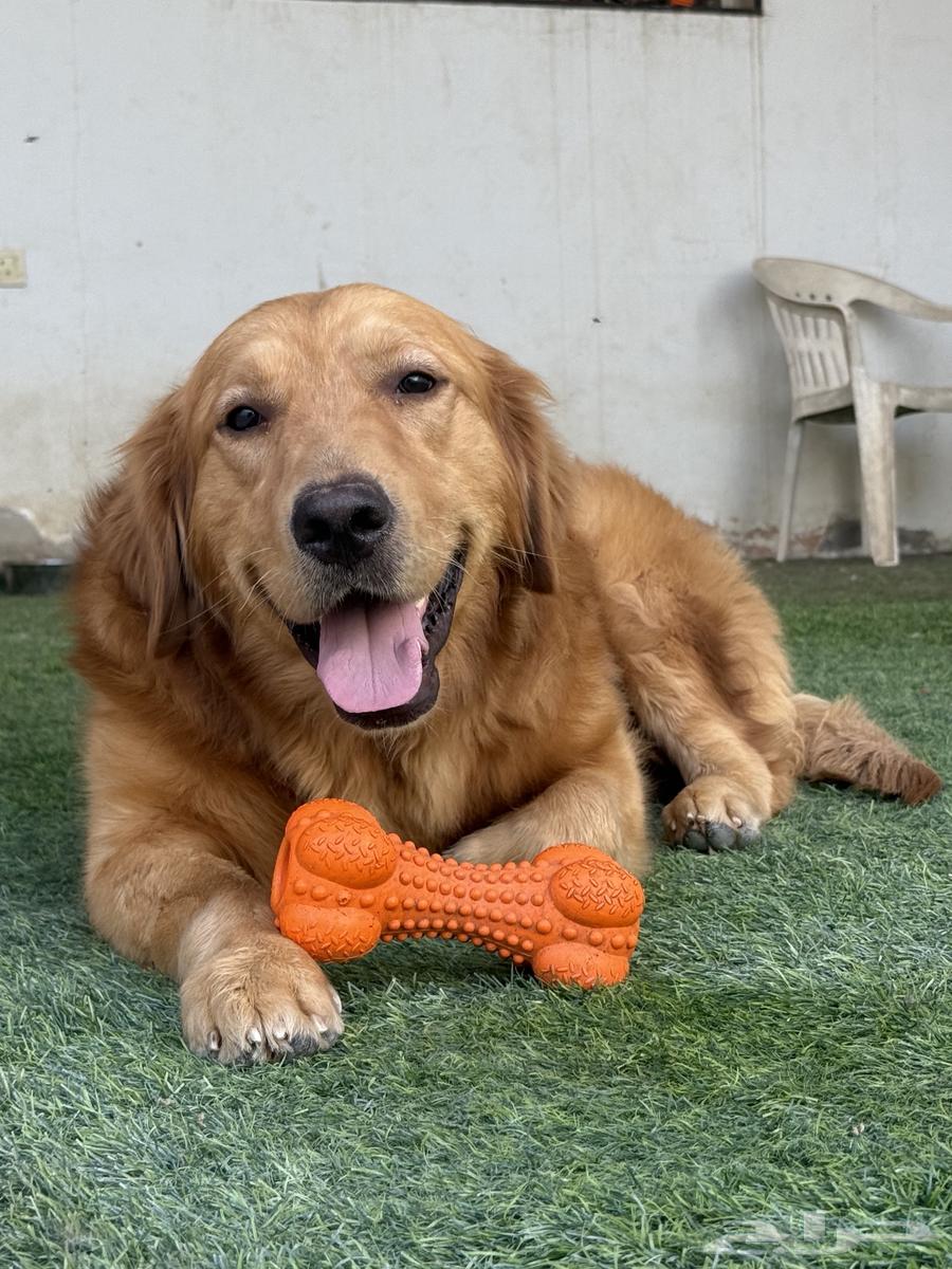 Golden dogs63071298659842111