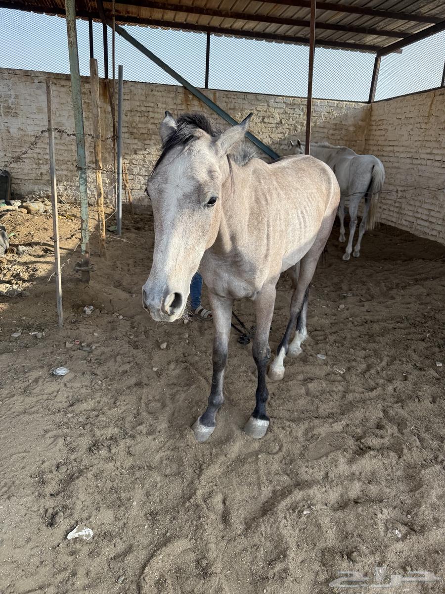 خيل للبيع63073372178179112