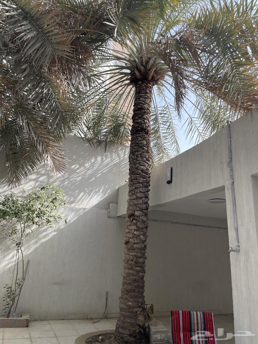 Tall date palm for sale630725245017621126