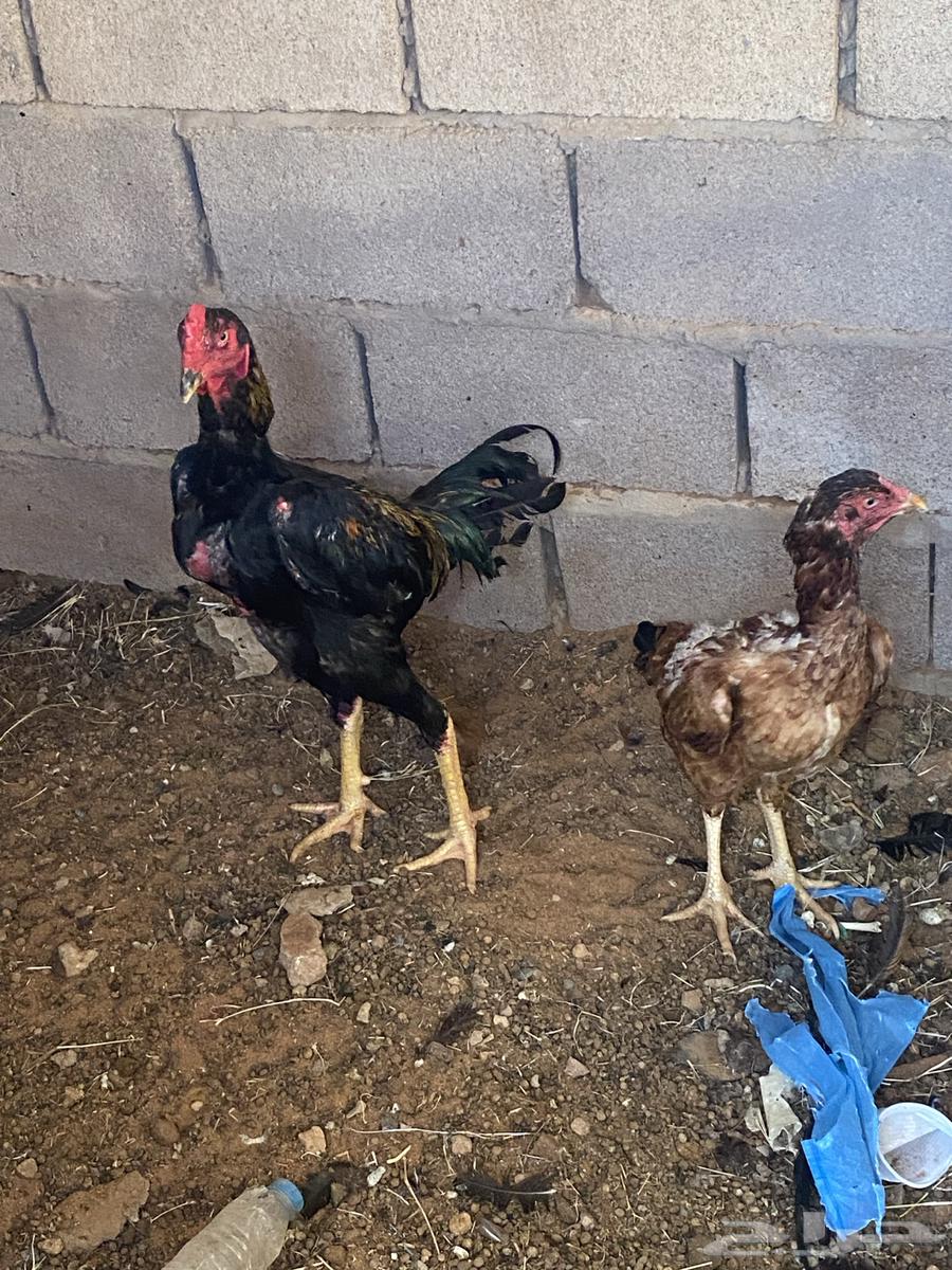 Pakistan Chicken for sale, located in Al-Shamaliya, no delivery available63072514324867111