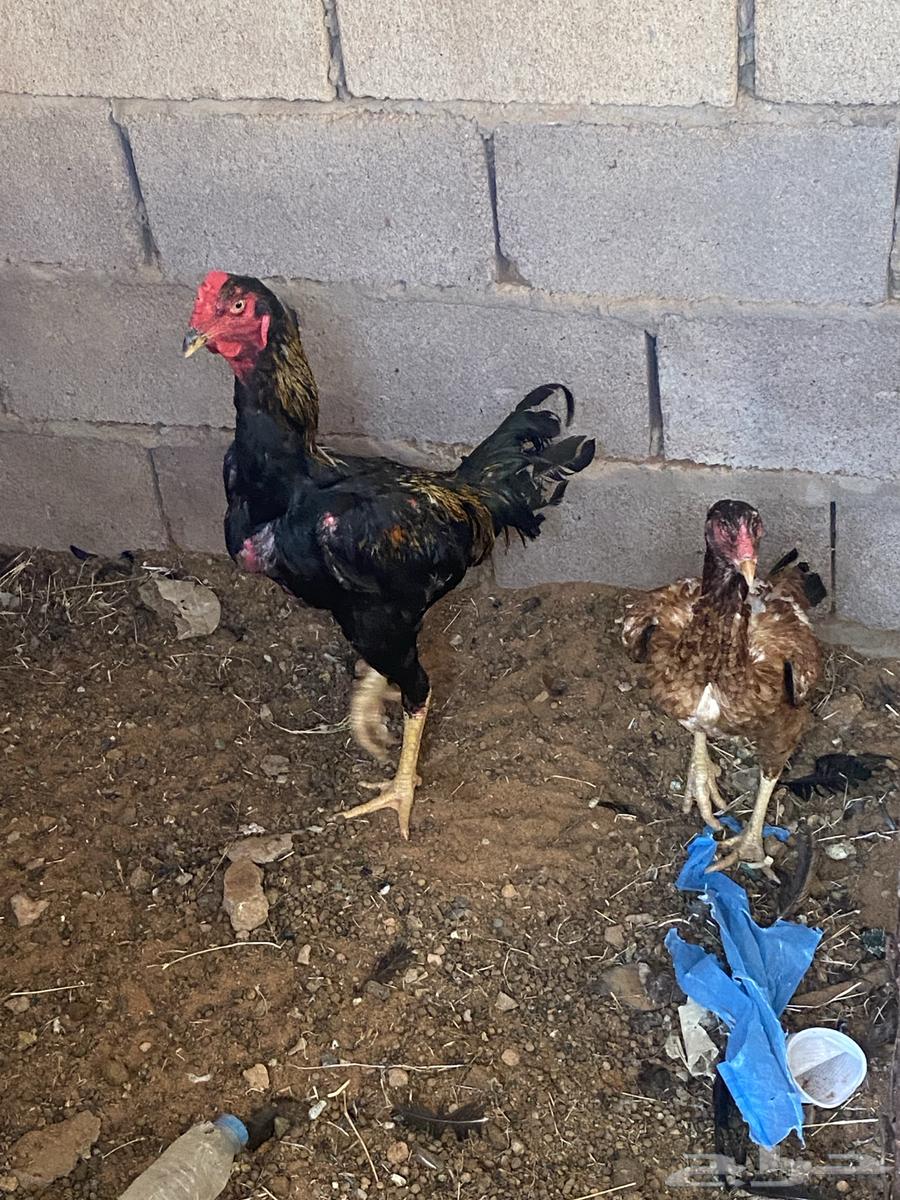 Pakistan Chicken for sale, located in Al-Shamaliya, no delivery available63072514324867112