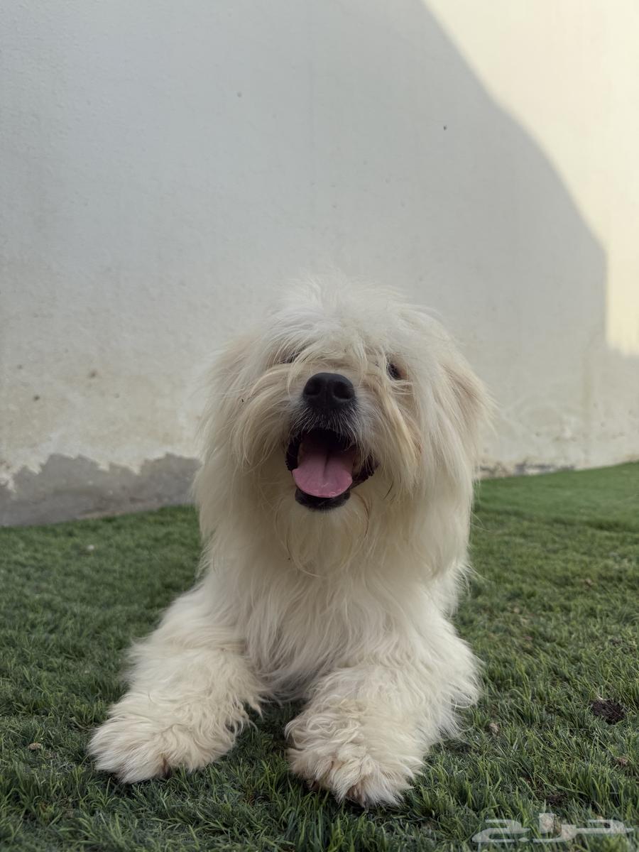 Female Maltese63072529953409112
