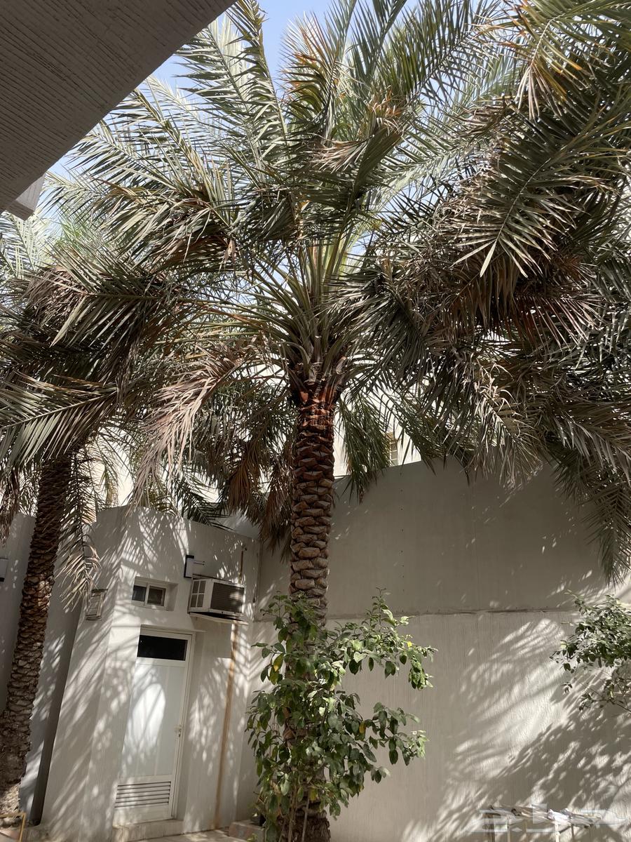 Tall date palm for sale63072524501762111