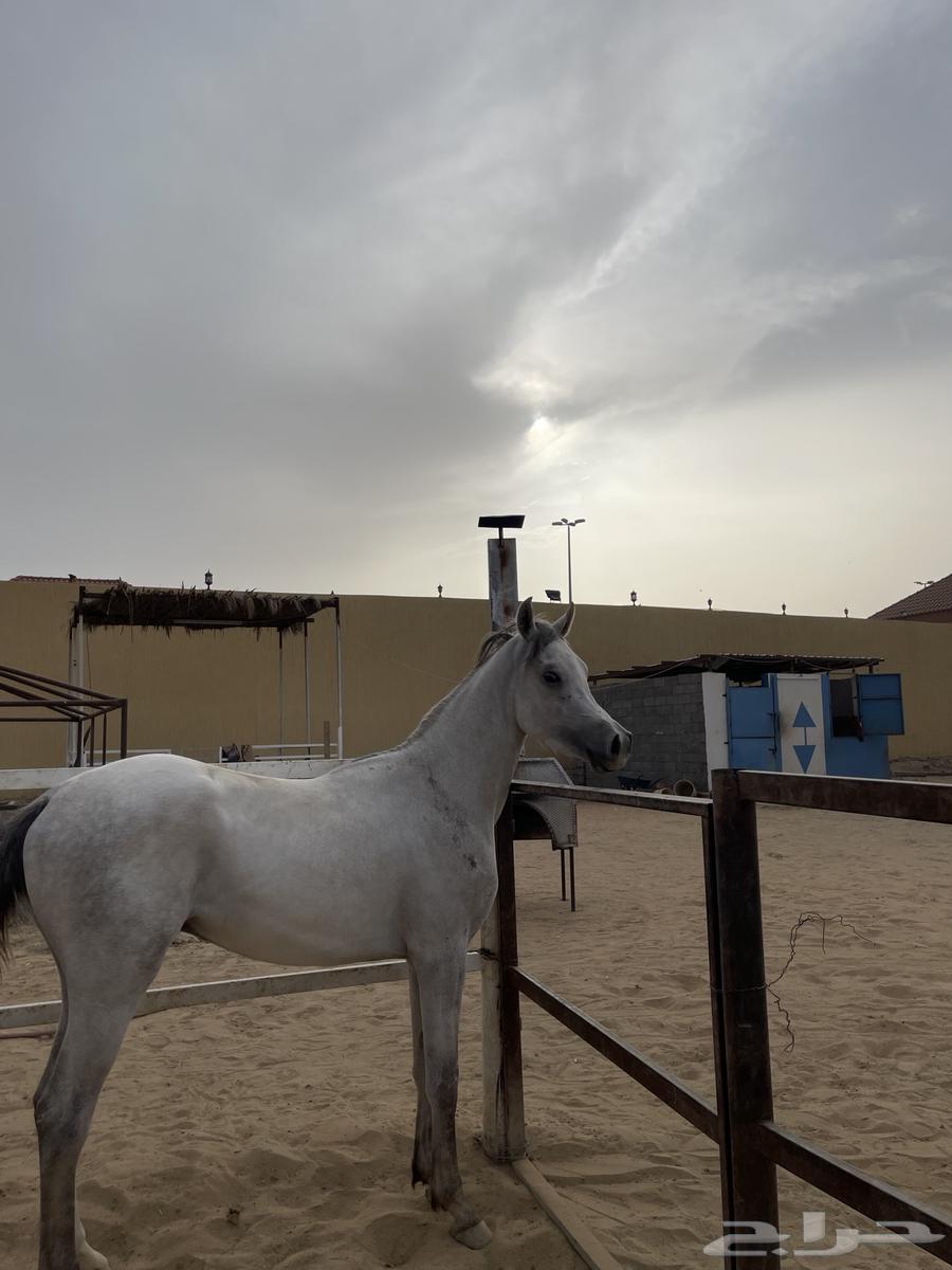 مهر63071303448962115