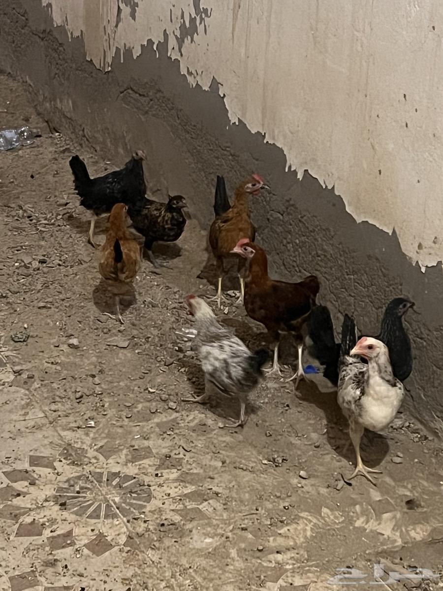 صيصان عمر شهرين ونص63070502931074111