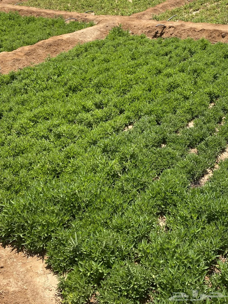 نعناع المدينة المنورة63470203497987112