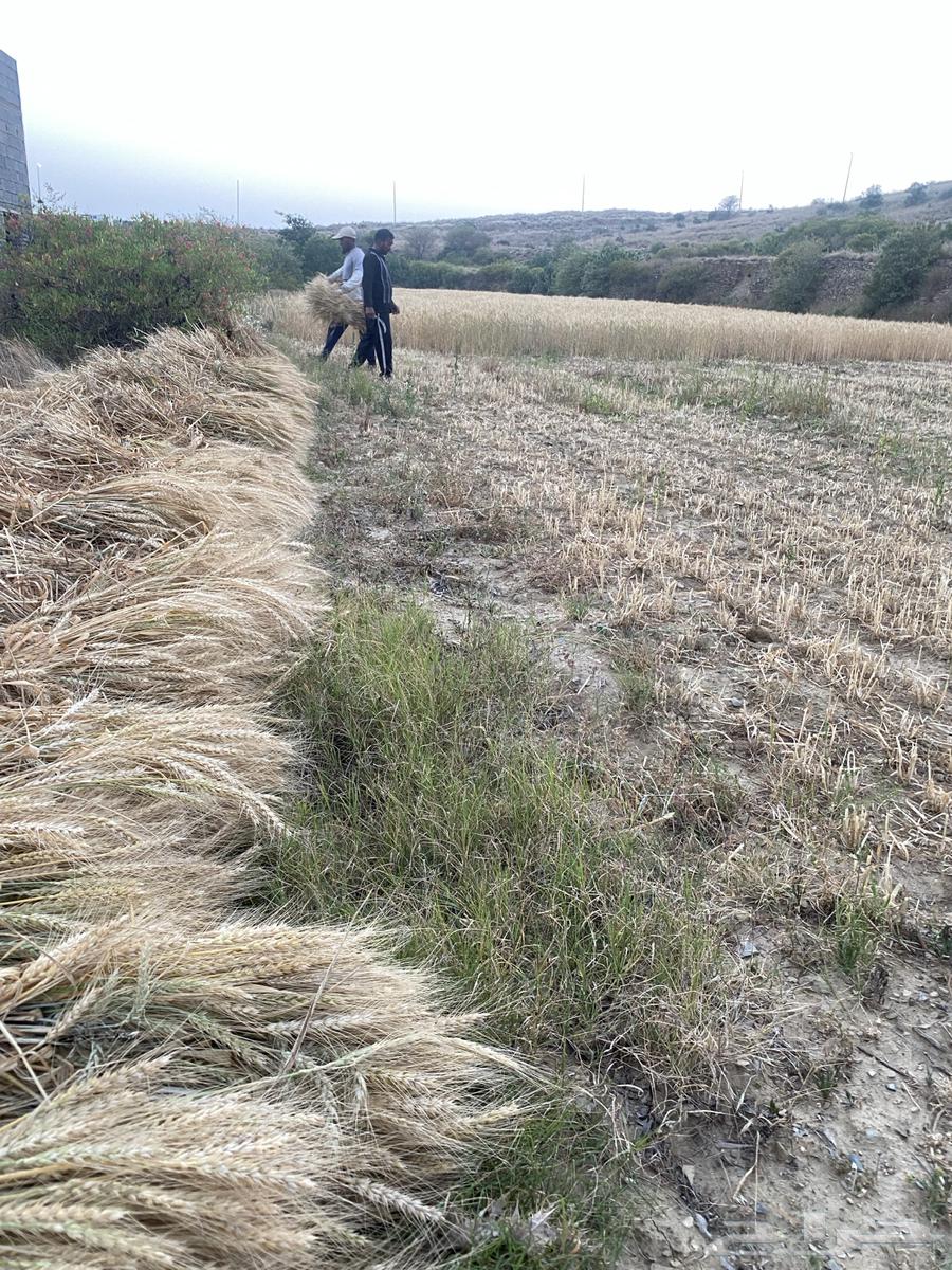 Wheat, local barley production this year 1446 from Al-Zahran Al-Mandiq630713245821451118